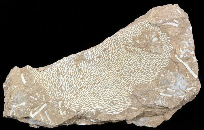 Ordovician Bryozoans (Chasmatopora) Plate - Estonia #49976